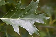 northern red oak