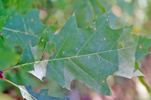 northern red oak northern red oak