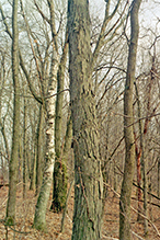 northern shagbark hickory