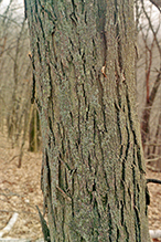 northern shagbark hickory