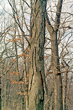 northern shagbark hickory