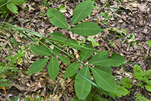 northern shagbark hickory