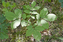 northern shagbark hickory