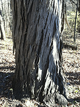 northern shagbark hickory