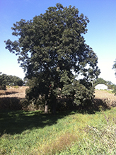 northern shagbark hickory