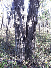 northern shagbark hickory