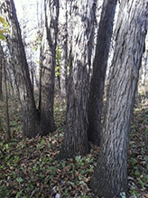 northern shagbark hickory