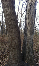 northern shagbark hickory