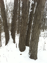 northern shagbark hickory