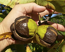 northern shagbark hickory