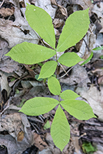 northern shagbark hickory