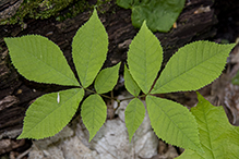 northern shagbark hickory