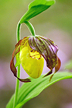 northern small yellow lady’s slipper