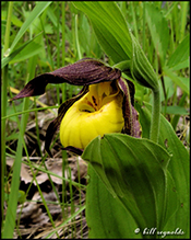 northern small yellow lady’s slipper