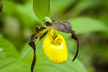northern small yellow lady’s slipper