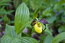 northern small yellow lady’s slipper