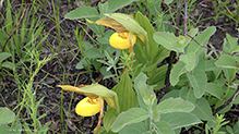 northern small yellow lady’s slipper