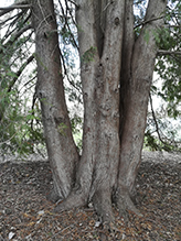 northern white cedar