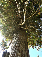 northern white cedar