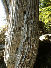 northern white cedar