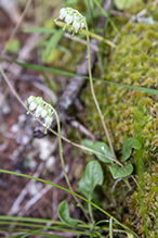 one-sided wintergreen