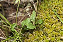 one-sided wintergreen