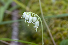 one-sided wintergreen