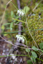 one-sided wintergreen