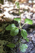 one-sided wintergreen