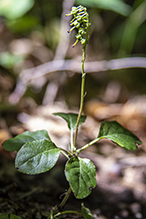 one-sided wintergreen