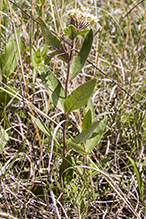 oval-leaf milkweed