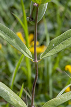 oval-leaf milkweed