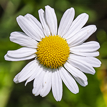 oxeye daisy