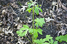 Pennsylvania buttercup