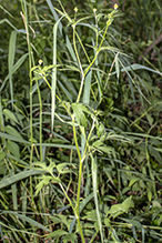 Pennsylvania buttercup