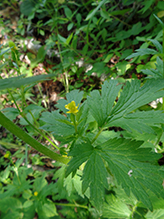 Pennsylvania buttercup