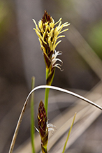 Pennsylvania sedge