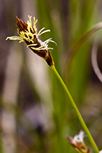 Pennsylvania sedge