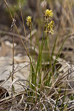 Pennsylvania sedge