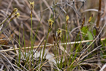 Pennsylvania sedge