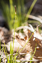 Pennsylvania sedge