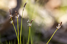 Pennsylvania sedge