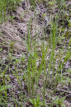 Pennsylvania sedge