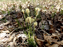 Pennsylvania sedge