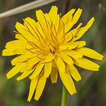 pale agoseris