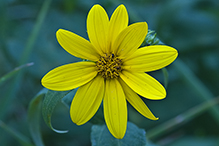 paleleaf woodland sunflower
