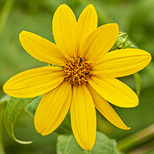paleleaf woodland sunflower