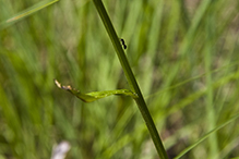 palespike lobelia (var. spicata)