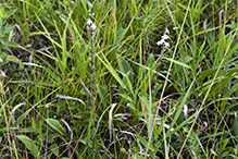 palespike lobelia (var. spicata)