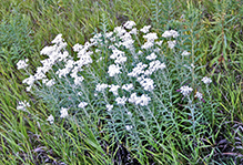 pearly everlasting